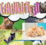 Crazy Kitty 3D is a survival action game. You control mischievous cats to overcome a series of chaotic maps. Inheriting the success of Crazy Cattle 3D, this time, the fun is upgraded with 